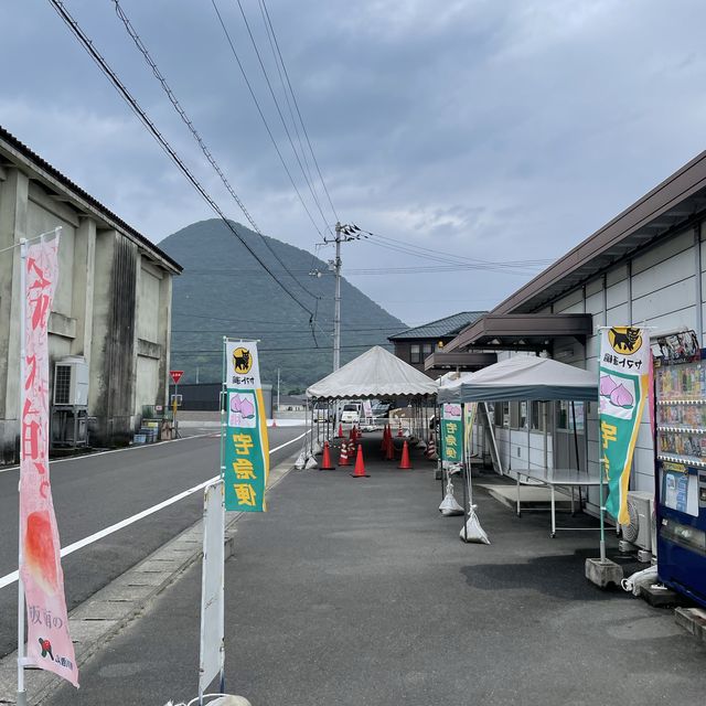 日本香川縣 - JA香川飯南・桃直売所