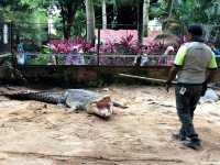 Melaka Crocodile Farm ✨