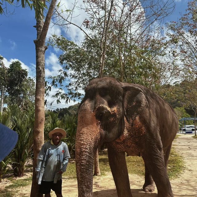 保護大象🐘 綠色大象保護區公園