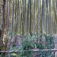 【京都府】人気の竹林の小径をのんびりお散歩！