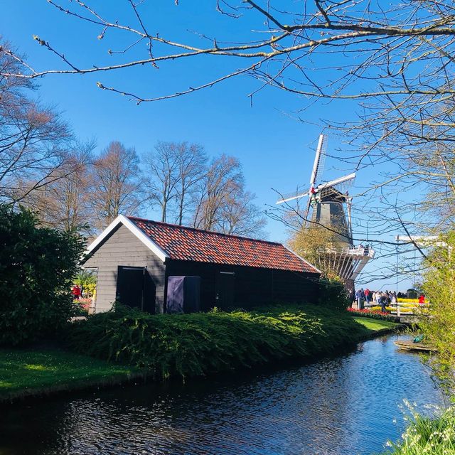 荷蘭🇳🇱盧瑟Lisse•風車景觀區🎡🛶Keukenhof Garden庫肯霍夫花園 