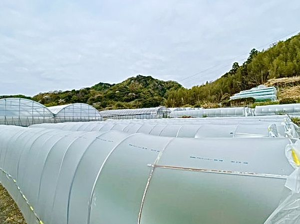 【静岡県/富久屋】石垣いちごと桜えびかき揚げ