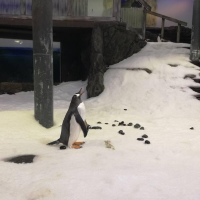 Penguin in Sydney