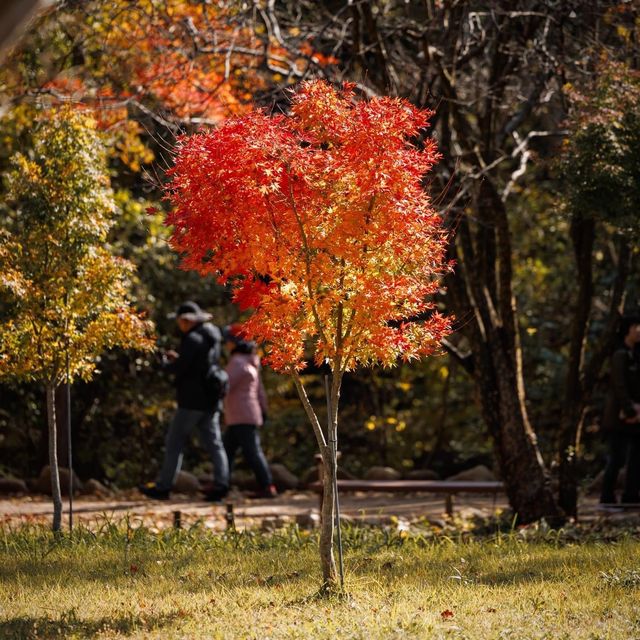 Beautiful Autumn View Of Naejangsan Park
