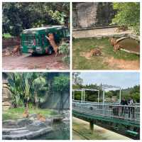 【 近距離觀賞大型野生動物。購票優惠攻略 】  