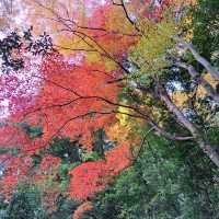 【京都嵐山】紅葉ハイシーズン