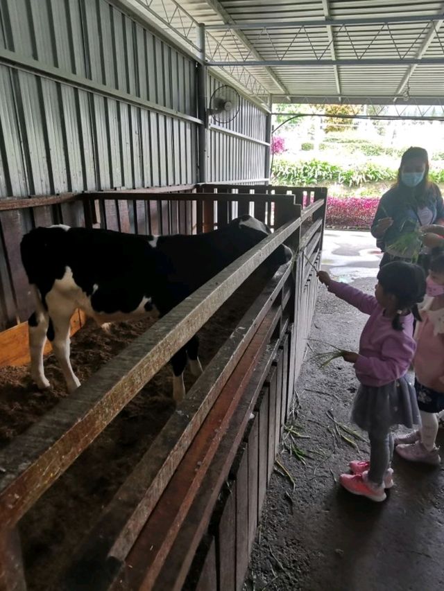 Experience Nature's Charm at Desa Dairy Farm