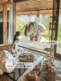 【タイ】象さんがお部屋までモーニングコールに来てくれるお宿🐘💘