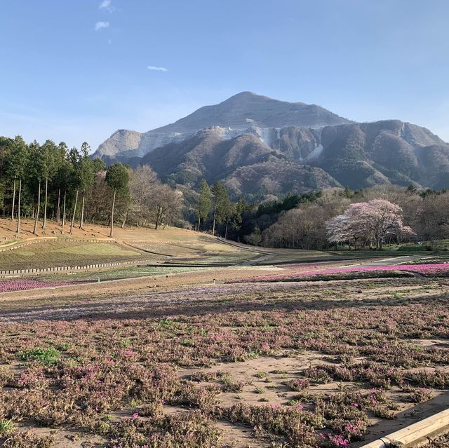 【秩父】羊山公園