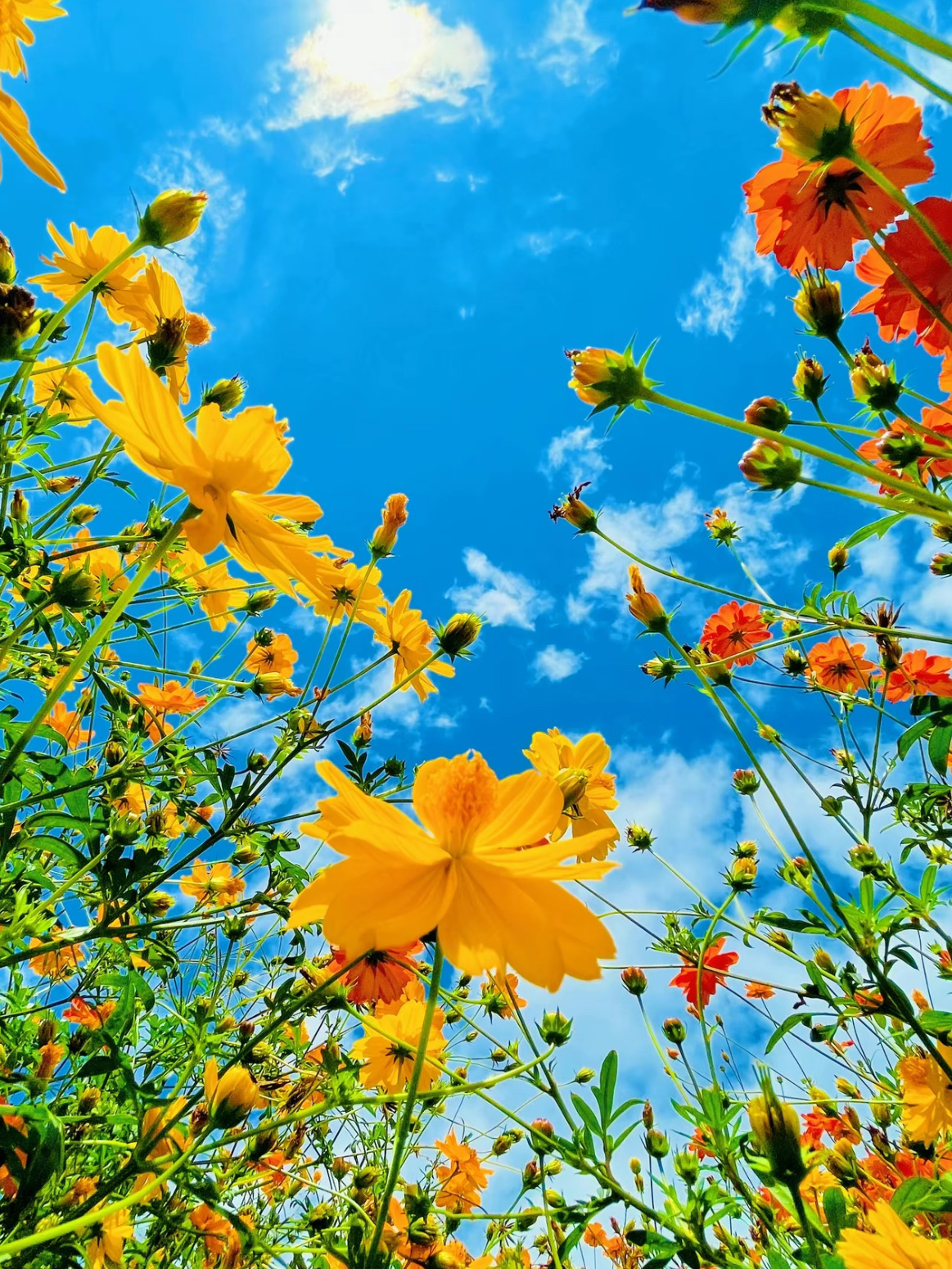 [Aichi] A spectacular autumn view! The fantastic cosmos fields at Morikoro Park🌸