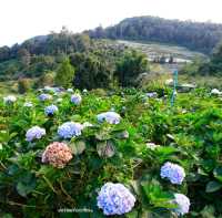 เที่ยวสวนไฮเดรนเยีย ดอยอินทนนท์ เชียงใหม่