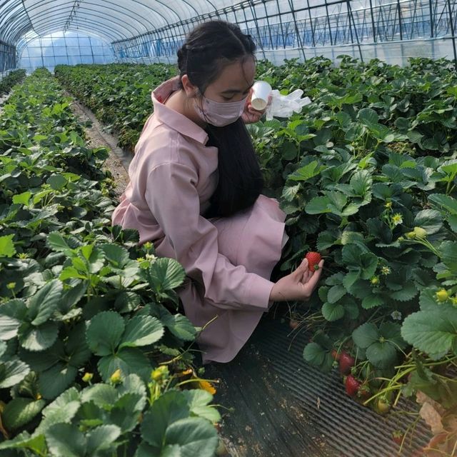 Strawberry Picking 