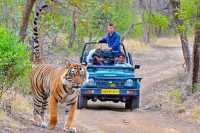 Ranthambore Safari Booking