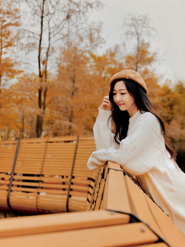 深圳｜絕美落羽杉🍂景緻