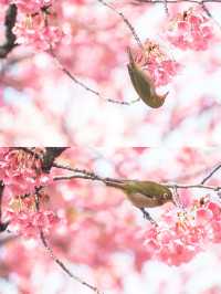 【東京】品川の龍神さま・寒緋桜がいま見頃の荏原神社