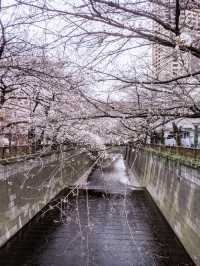 【東京桜グルメ】目黒川が桜で染まる🌸桜まつりを楽しもう！