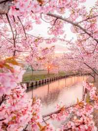  三重県で見れる早咲きの桜スポット2選！🌸