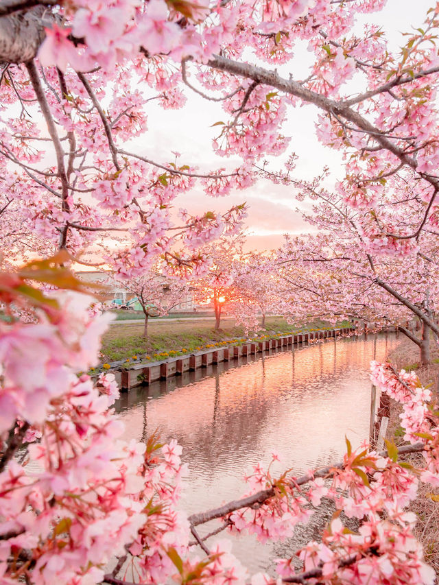  三重県で見れる早咲きの桜スポット2選！🌸