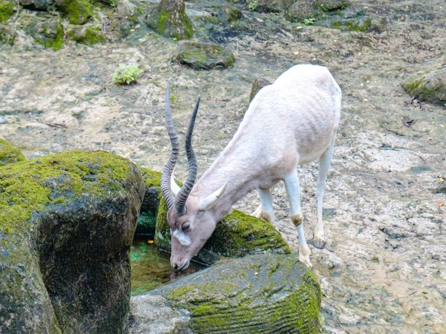 Taipei Zoo: A Wildlife Wonderland