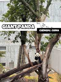 🐼 เยือนถิ่นแพนด้ายักษ์ 🐼 ‘เฉิงตู’ 🇨🇳