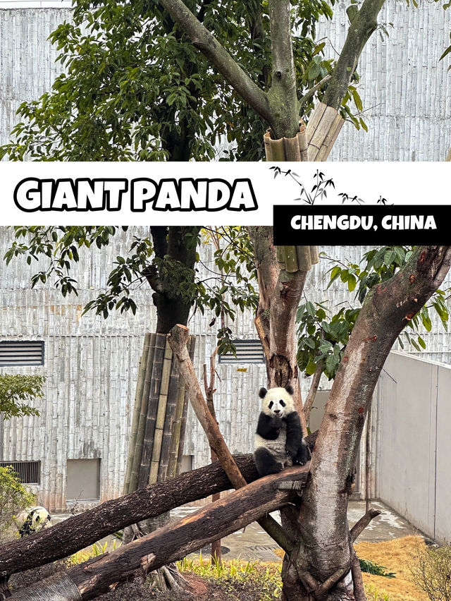🐼 เยือนถิ่นแพนด้ายักษ์ 🐼 ‘เฉิงตู’ 🇨🇳