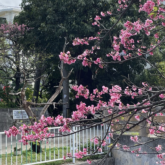 Okinawa in blooms of 🌸🌸🌸