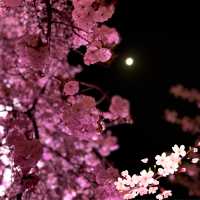 【桜攻略】夜桜を楽しむコツ🌙🌸