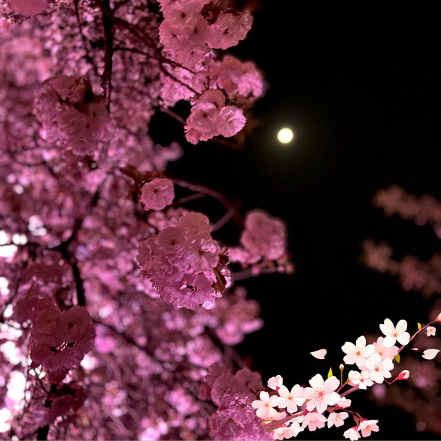 【桜攻略】夜桜を楽しむコツ🌙🌸