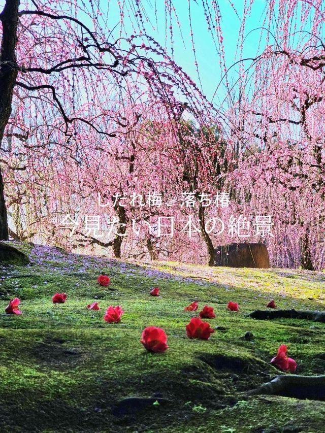【京都/死ぬまでに1度は見たい絶景】城南宮、梅祭り🏮平日も開門前から込み合う超人気スポット