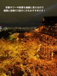 【京都 東山】約1週間限定🌸春の夜間拝観で見る清水寺の桜