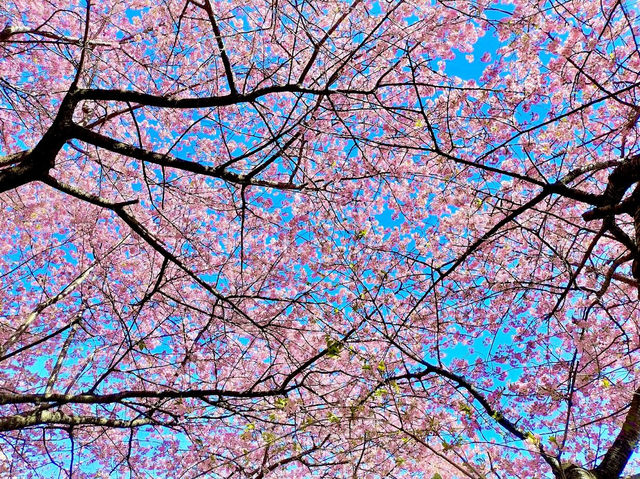 Cherry Blossoms Walking Path