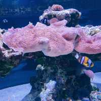【写真映えする水族館★】すみだ水族館