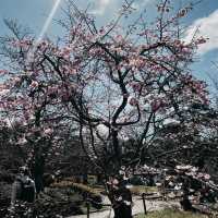 DON’T MISS THIS SPOT FOR CHERRY BLOSSOM! 