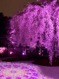 【京都】枝垂れ桜とプロディクションマッピングが同時に見れる庭園