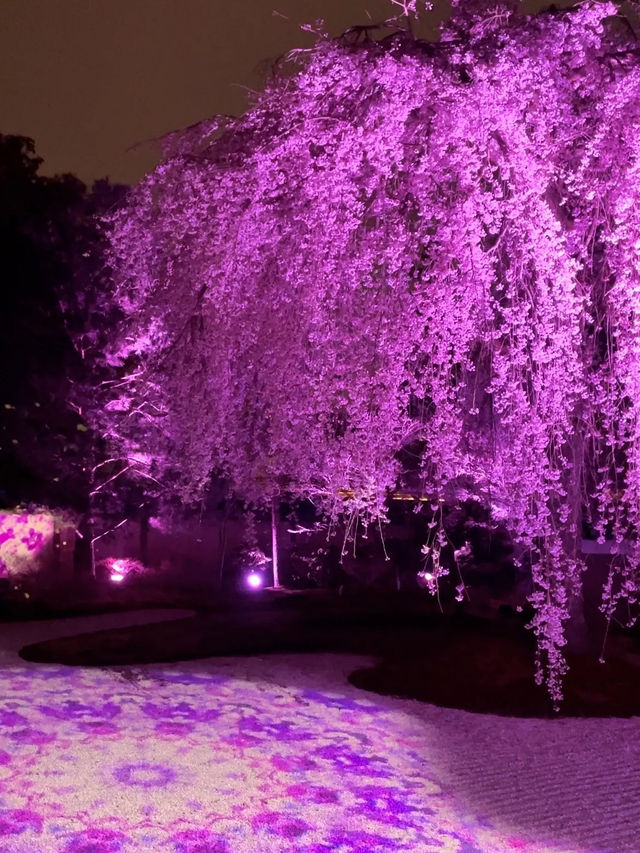【京都】枝垂れ桜とプロディクションマッピングが同時に見れる庭園