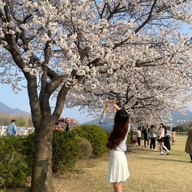 벚꽃 여행 무조건 지금 떠나세요!