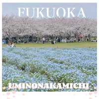 🌸ชมพูฟ้าสุดพาสเทลเมื่อซากุระบานพร้อมเนโมฟีลา🌸