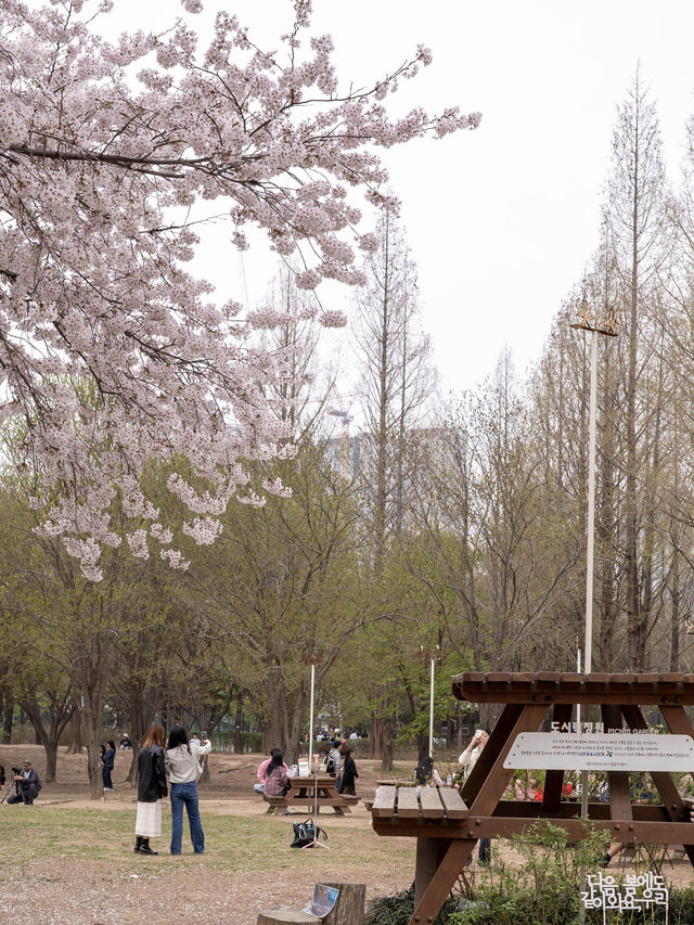 벚꽃과 튤립을 동시에 볼 수 있는 “서울숲”