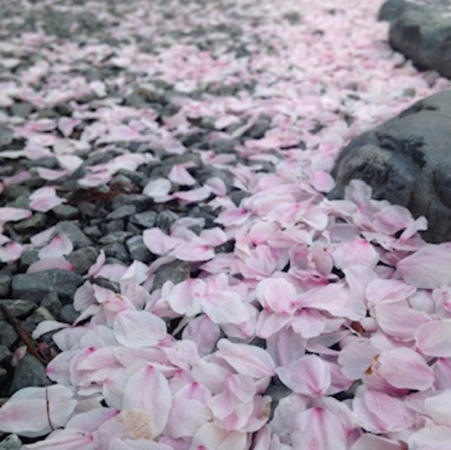 벚꽃여행은 오사카 교토로 가요~~^^ 🌸