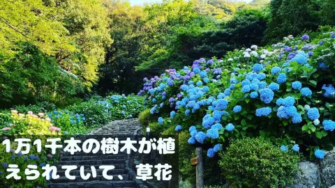 月見之森 — traveler post in 海津市