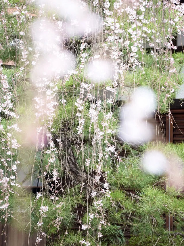 【京都桜を愛でる旅】早咲きの桜を求めて・・