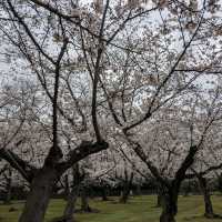 桜の季節の後楽園