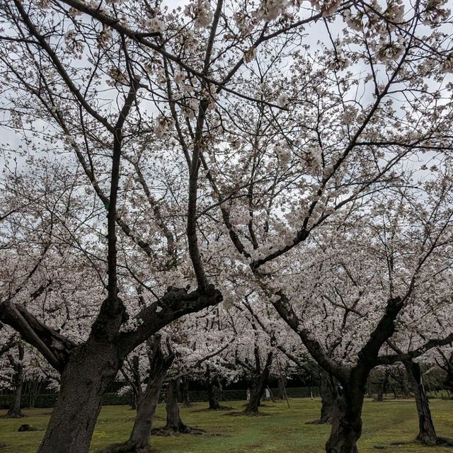 桜の季節の後楽園