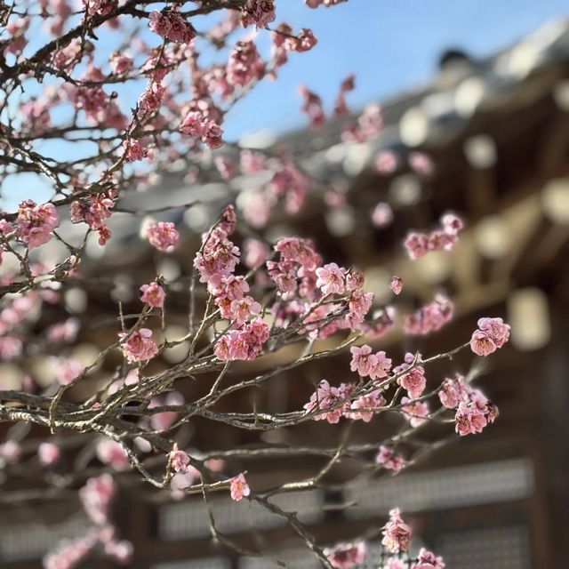 Historic House of Yi Sun-Sin🌸@ Hyeonchungsa🇰🇷