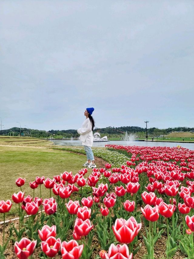 탁트인 강가에 예쁘게 조성된 튤립꽃밭🌷