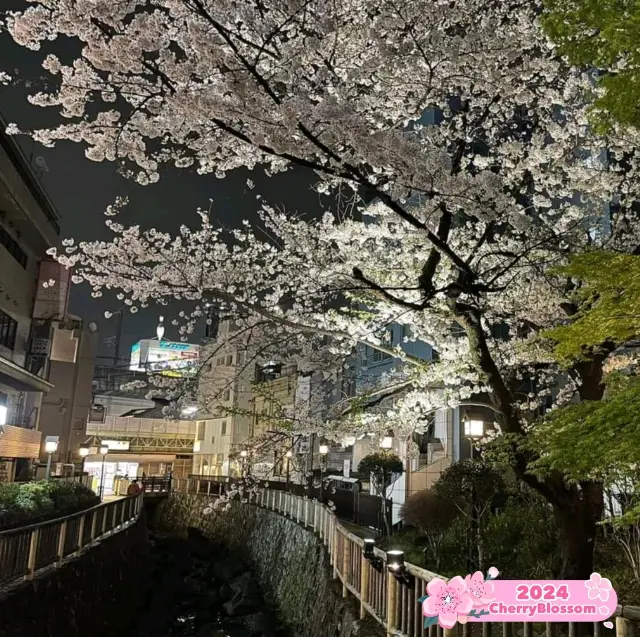 🪷 Night Flowering at Asukayama Park 🇯🇵