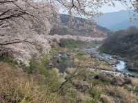 「河東十里櫻花路」：櫻花隧道、夜櫻燈光，南韓必去景點