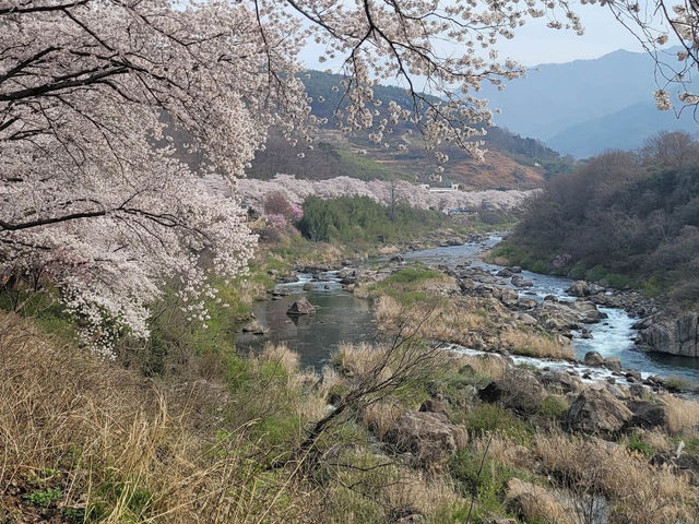 「河東十里櫻花路」：櫻花隧道、夜櫻燈光，南韓必去景點