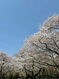 国営昭和記念公園　桜の園エリアご紹介