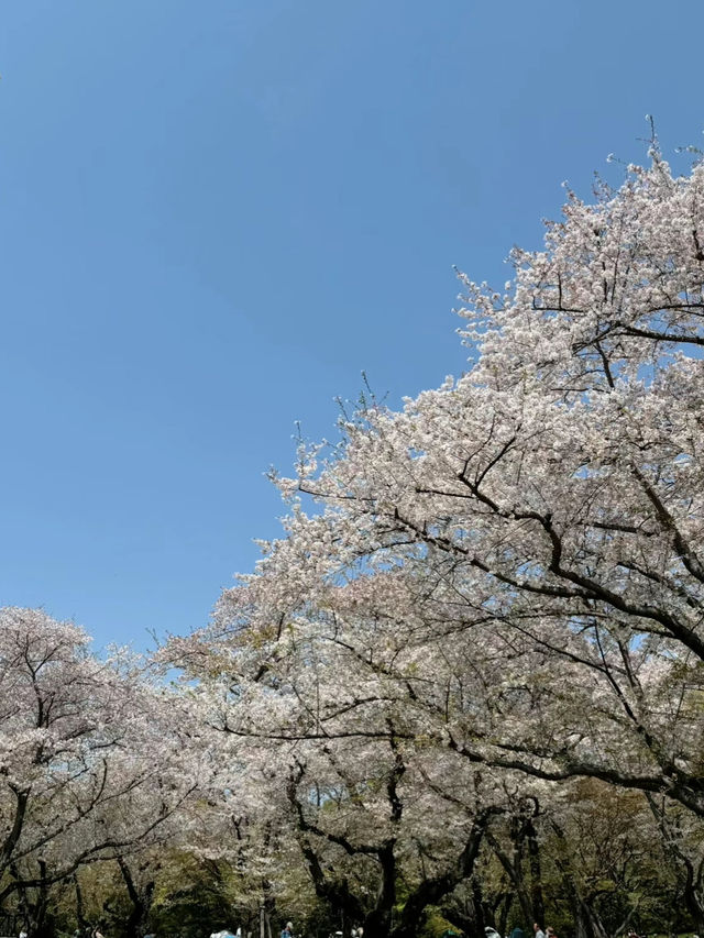 国営昭和記念公園　桜の園エリアご紹介